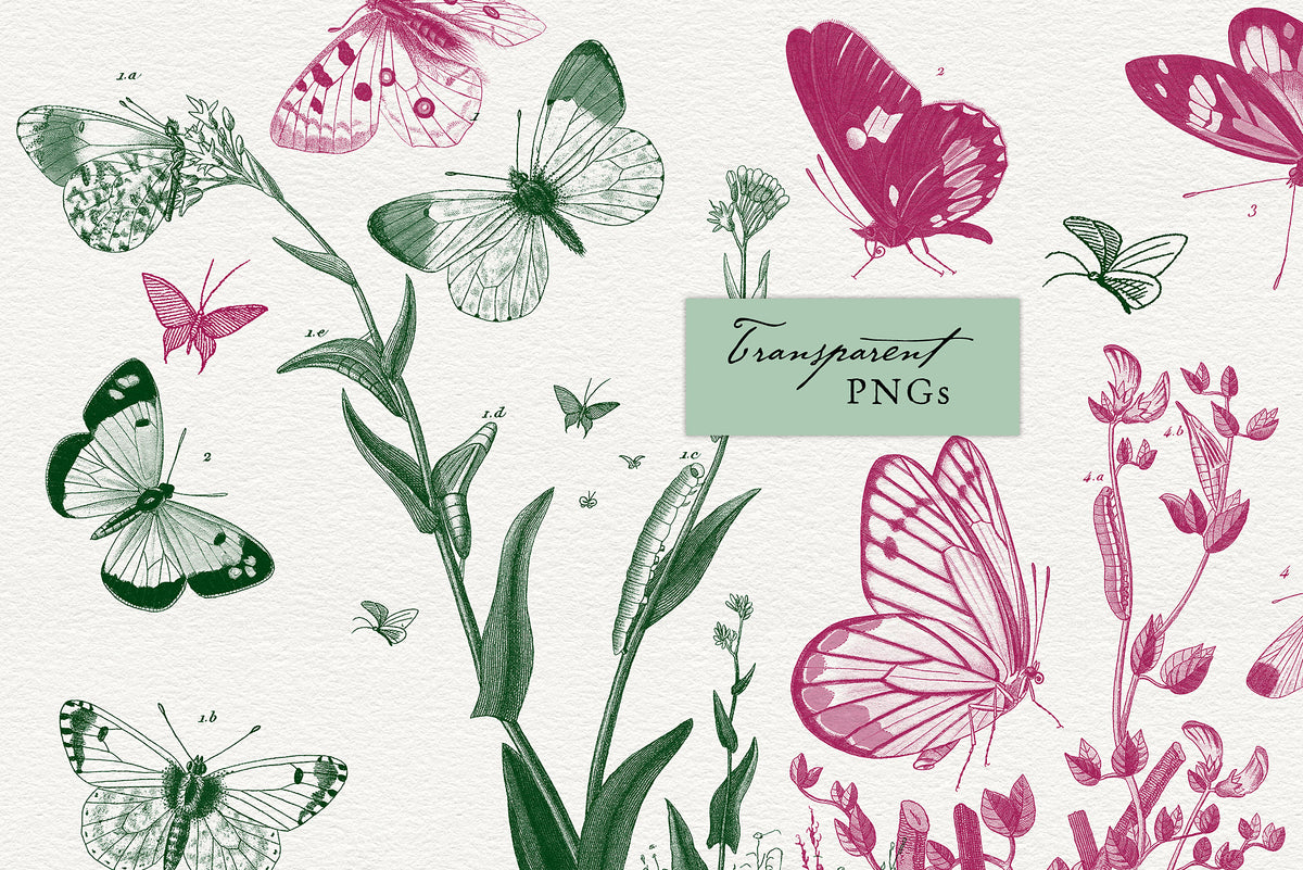 Lovely pink and green botanical style design using the Vintage French Scenic Butterflies black and white transparencies.