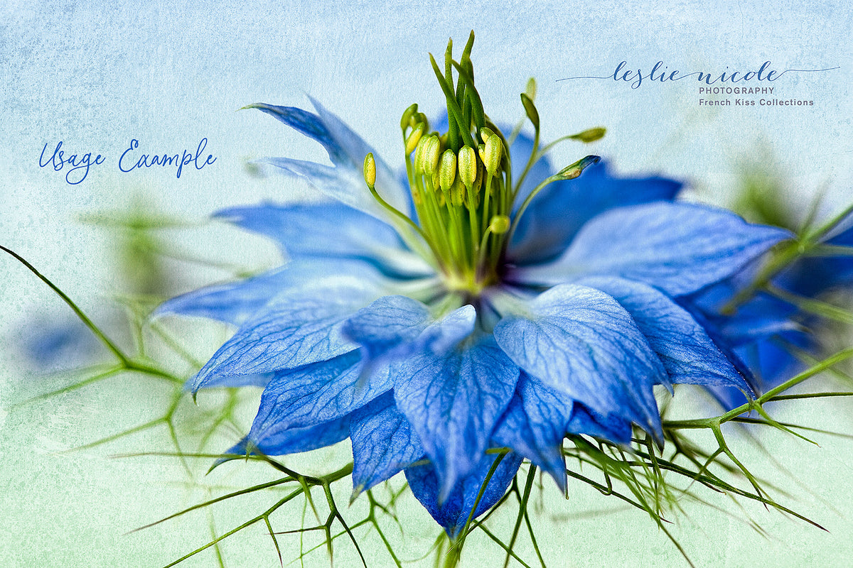 A Macro photograph of a Love-in-a-Mist flower using a texture from the Summer Color Wash collection.