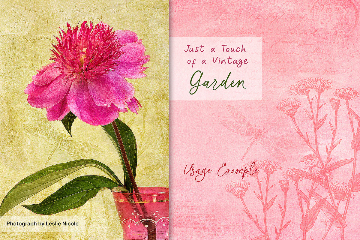 A photograph of a peony by Leslie Nicole with a subtle vintage texture from the Summer Color Wash collection.