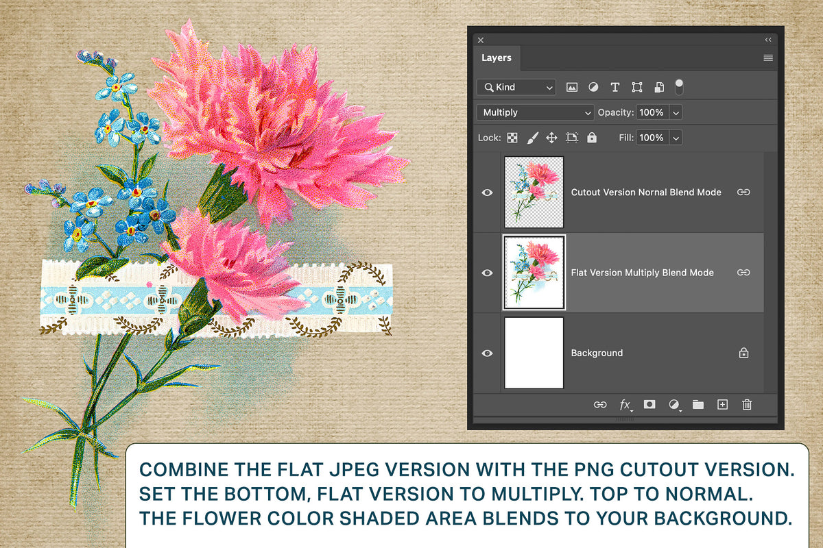 Vintage carnation illustrations combo files. JPEGs with a shaded background and PNGs with background removed.