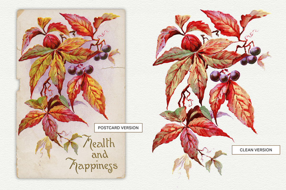 Vintage postcard illustration of Autumn Virginal Creeper. Original postcard and clean digital graphics.