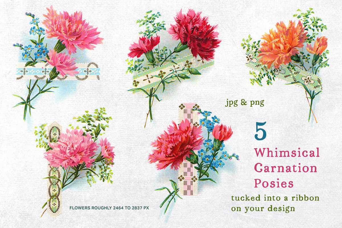 Five vintage Tucked Carnations illustrations featuring carnations tucked into decorative ribbons.