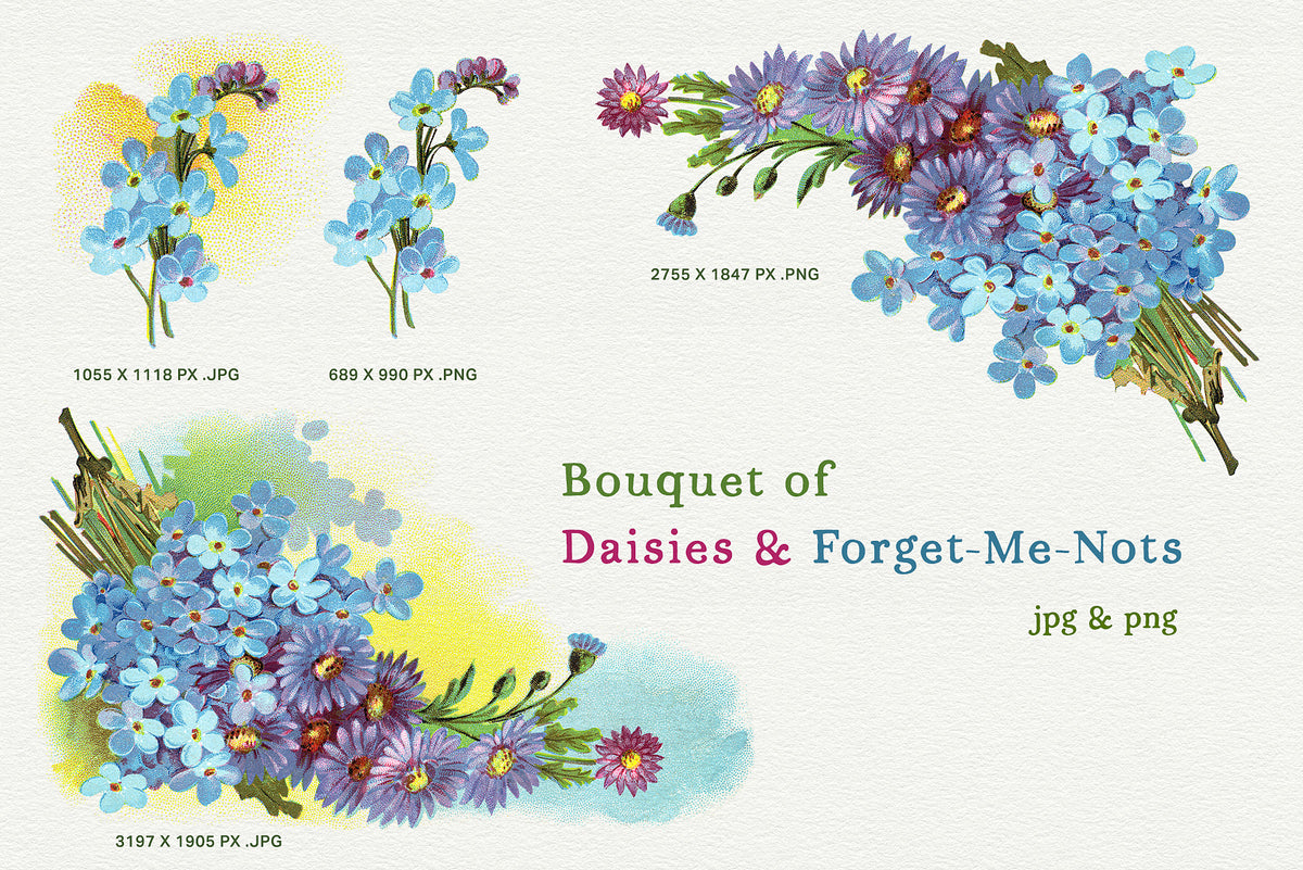 Vintage forget-me-nots and purple daisies bouquet and sprig, shown as shaded JPEG illustrations and extracted transparent PNGs.