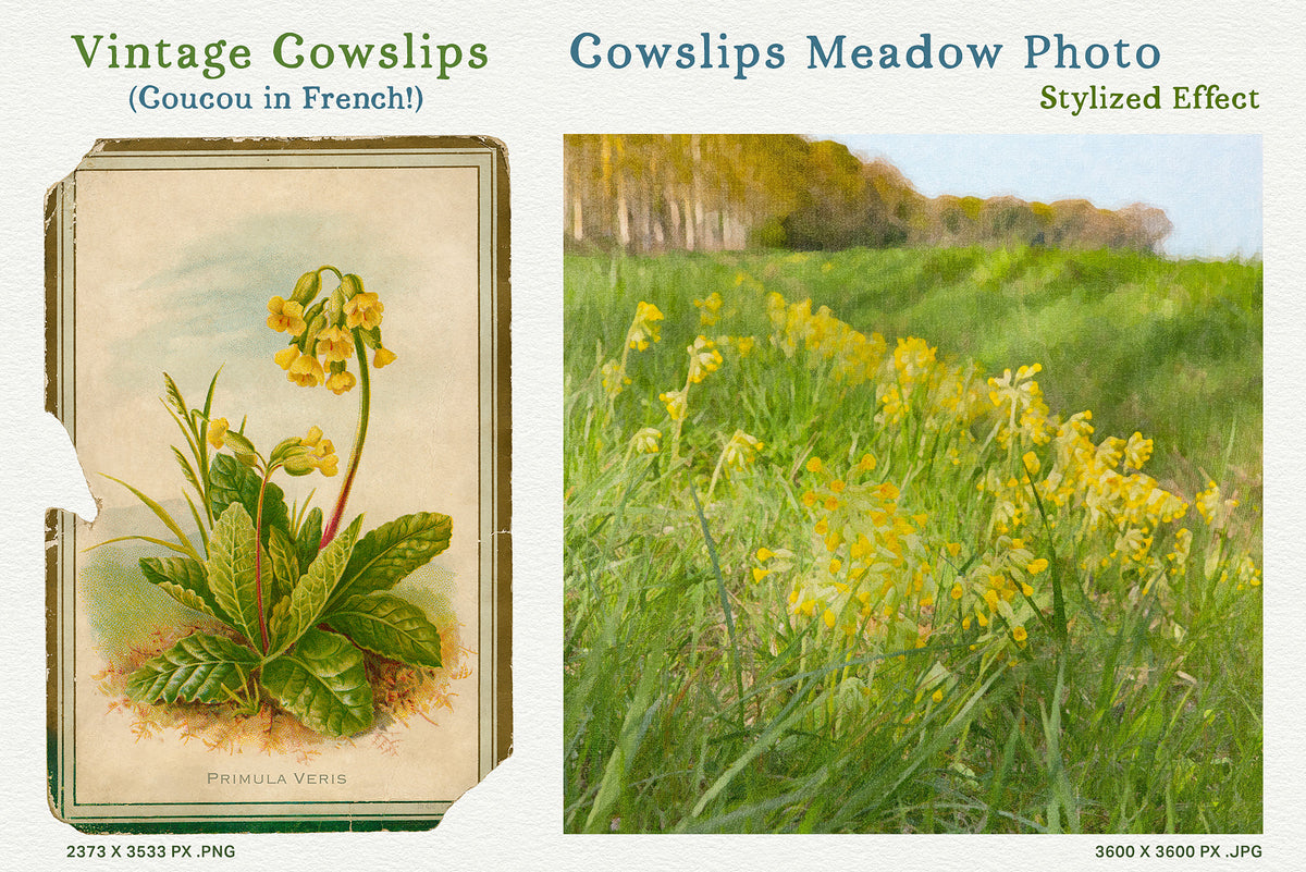 Vintage shabby Cowslips (Primula veris) Victorian card paired with a stylized photograph of cowslips growing in a meadow.