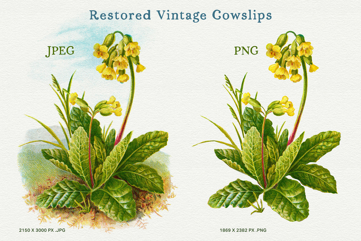 Restored vintage Cowslips (Primula veris) illustration shown as a JPEG with landscape background and an extracted transparent PNG.