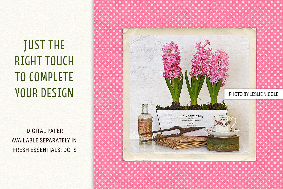 Photograph of pink hyacinths vintage still life presented with a digital frame and paper. Photo by  Leslie Nicole.