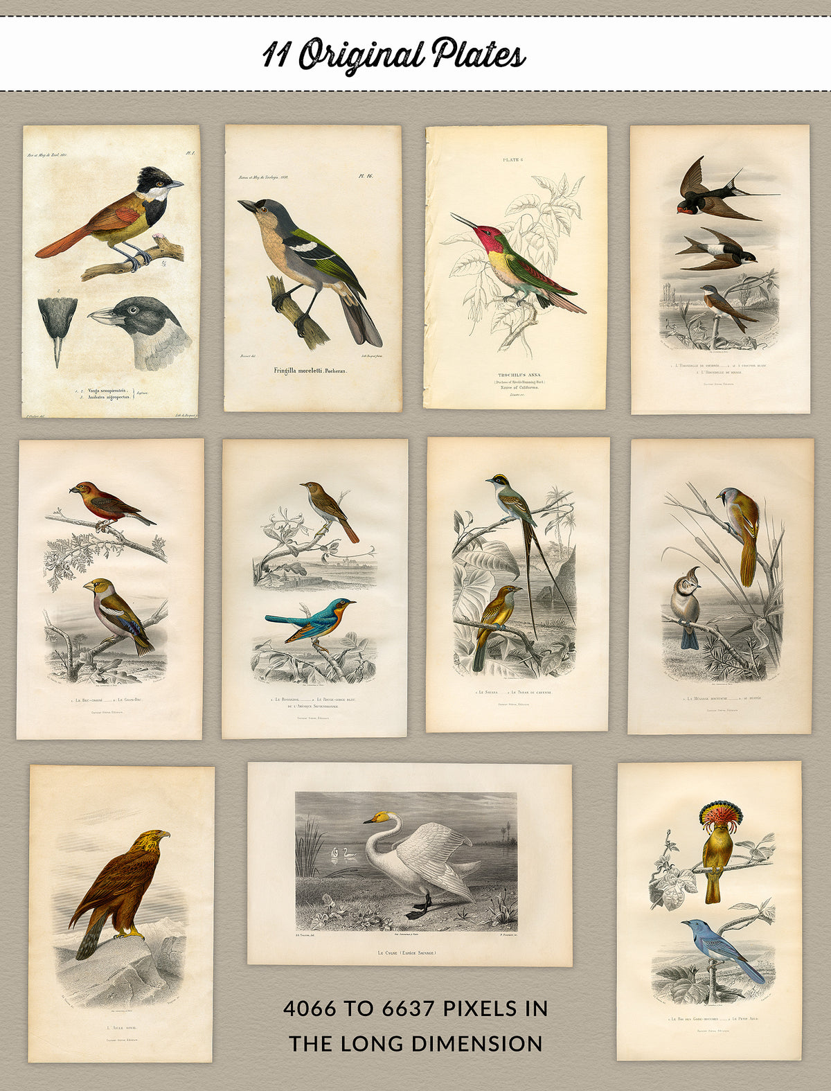 Vintage French bird illustrations original page plates.