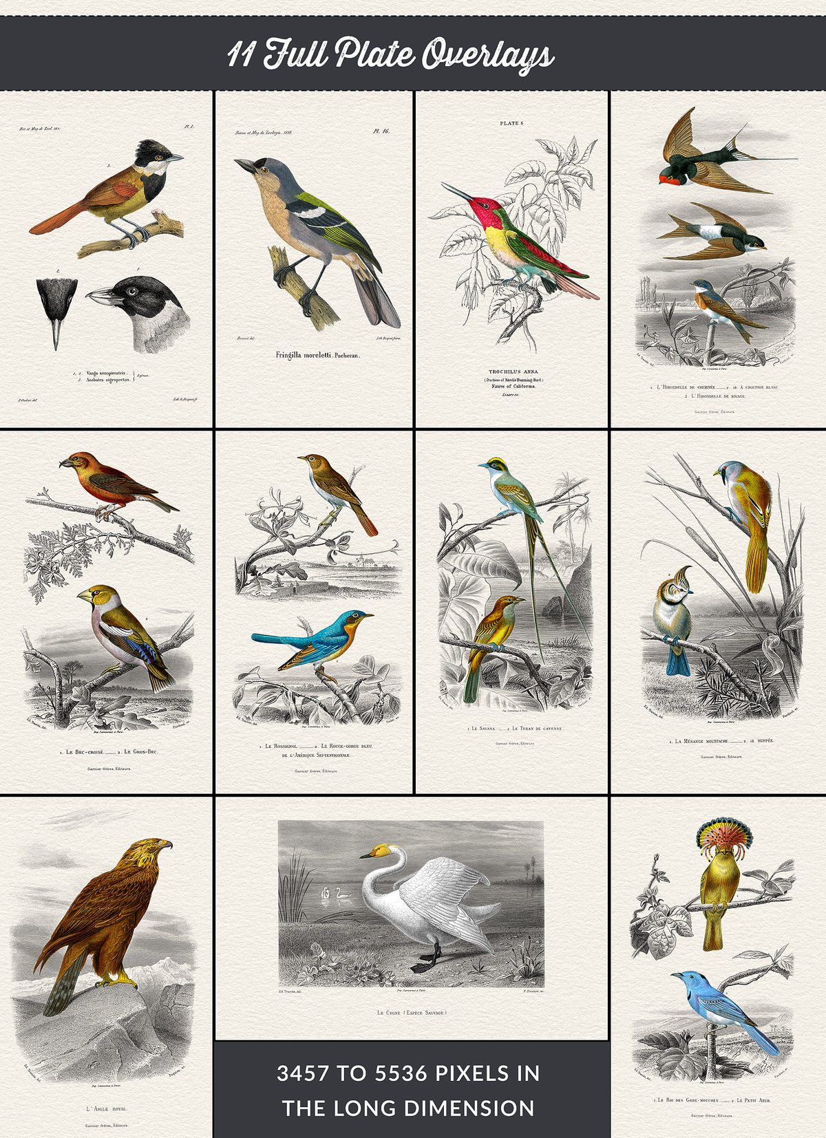Vintage French bird illustrations overlays with French text.