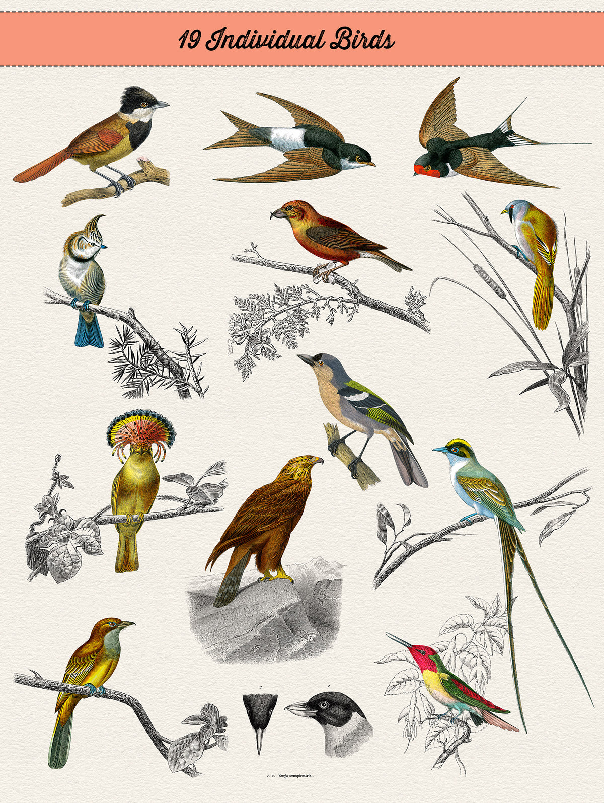 Vintage French bird illustrations on perches or flying overlays.