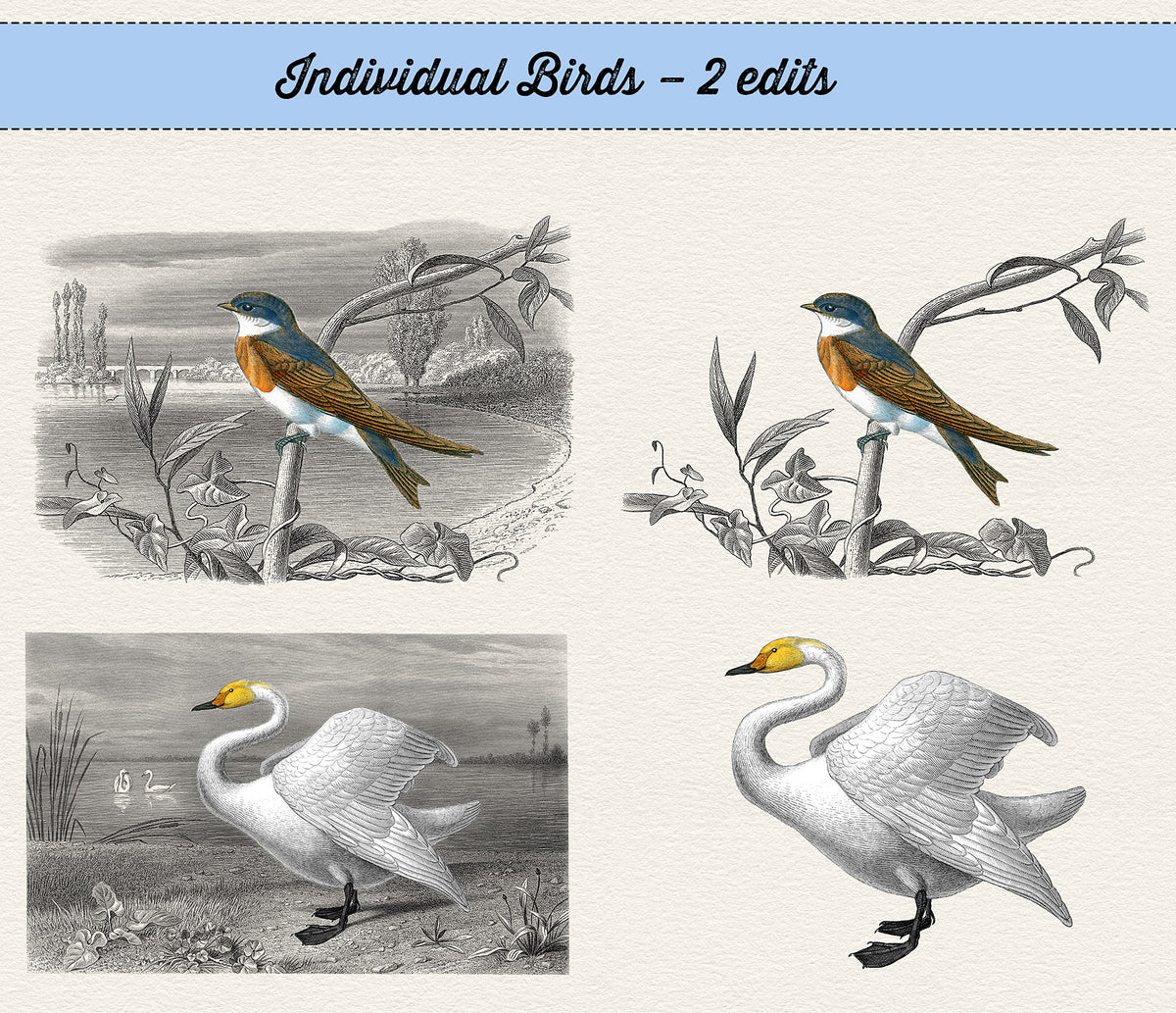 Vintage French bird illustration overlays with full landscape and without overlays.
