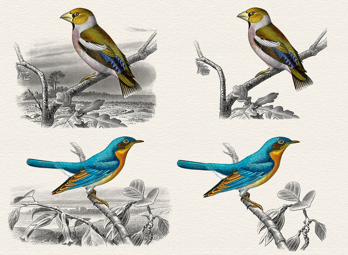 Vintage French bird illustration overlays with full landscape and without overlays.