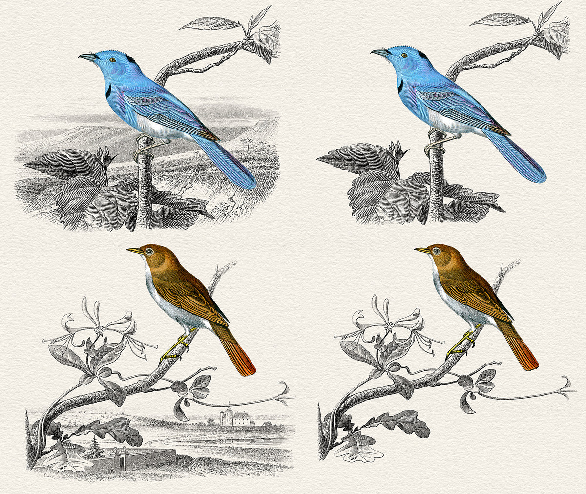 Vintage French bird illustration overlays with full landscape and without overlays.
