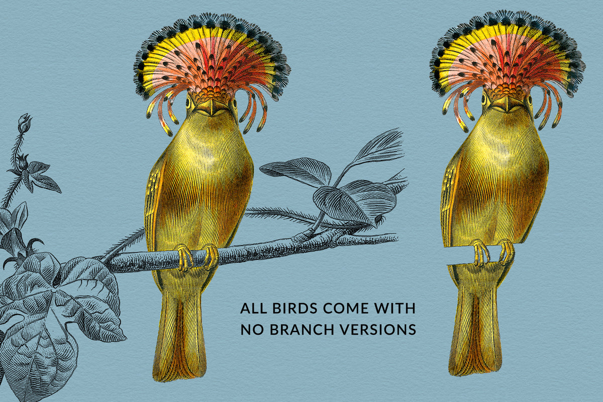 Each Vintage French Bird illustration comes in 2 versions: 1 on a branch and the other without.