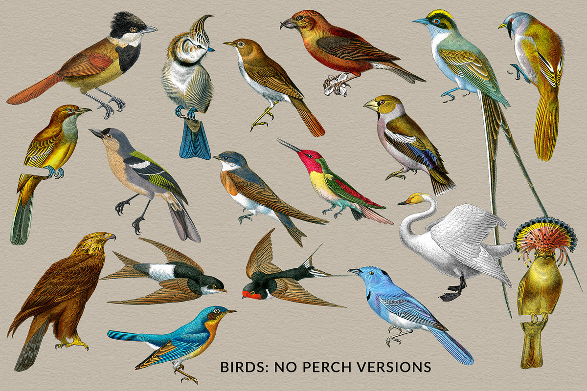 Vintage French Bird Illustrations extracted from the background PNG files.