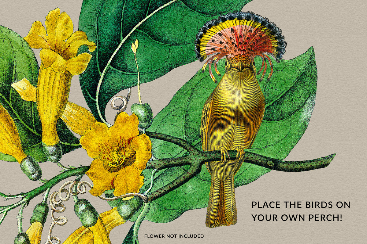 Vintage French Bird illustration perched on a flower branch design example.