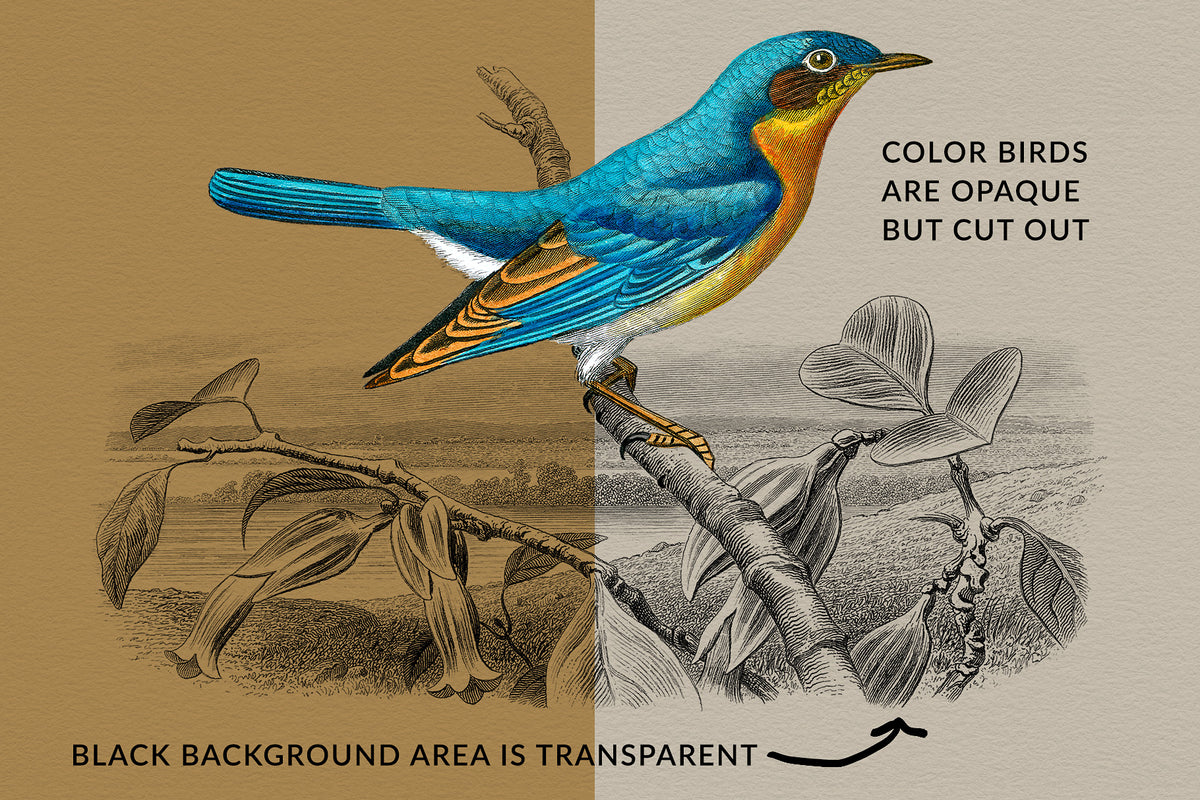 Each Vintage French bird illustration has a transparent background landscape.