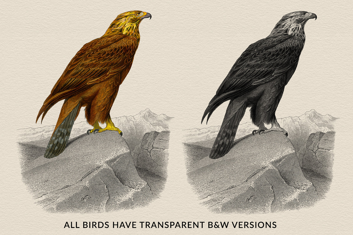 Each vintage French bird illustration overlay comes with a black and white version.