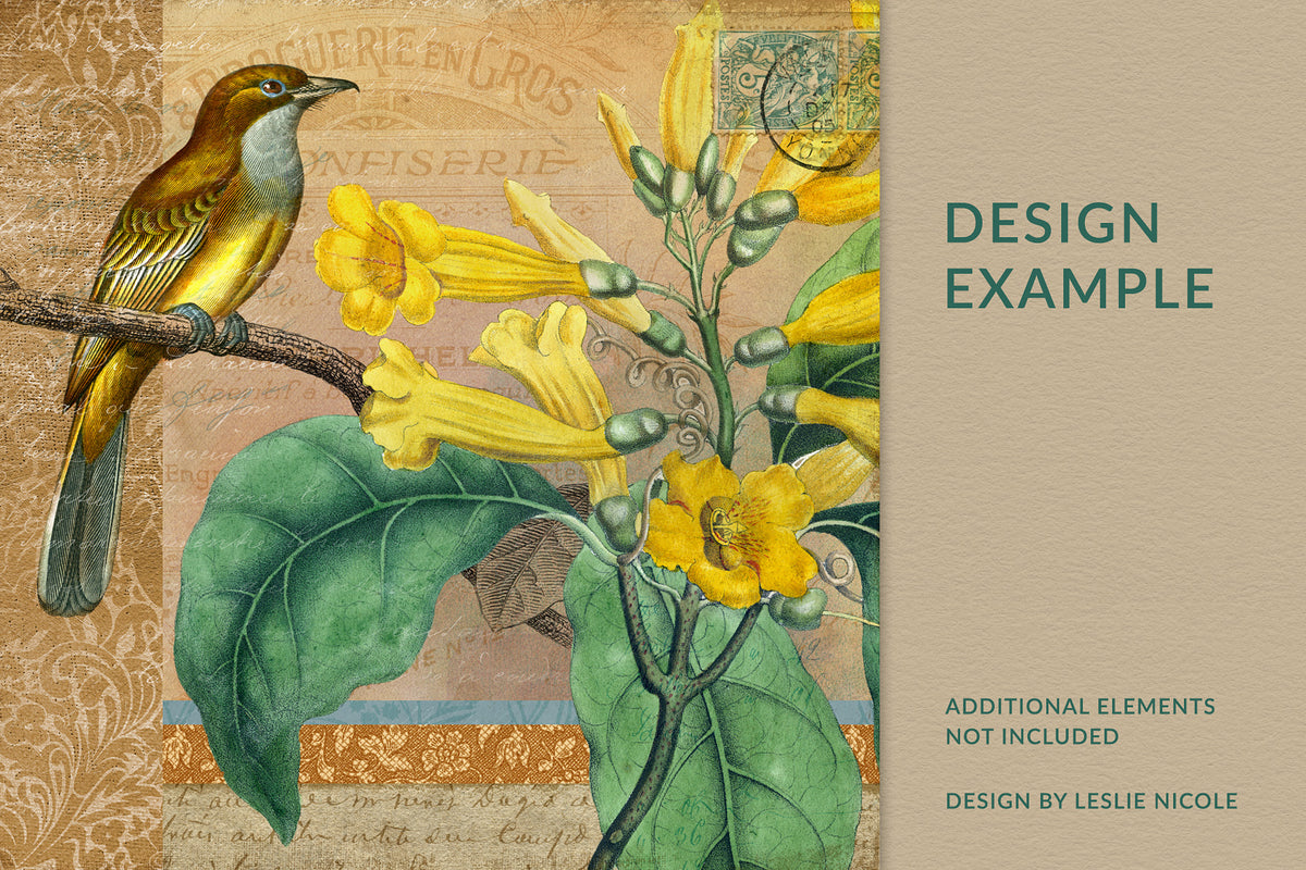 Vintage French Bird illustration used in a Modern Vintage design.