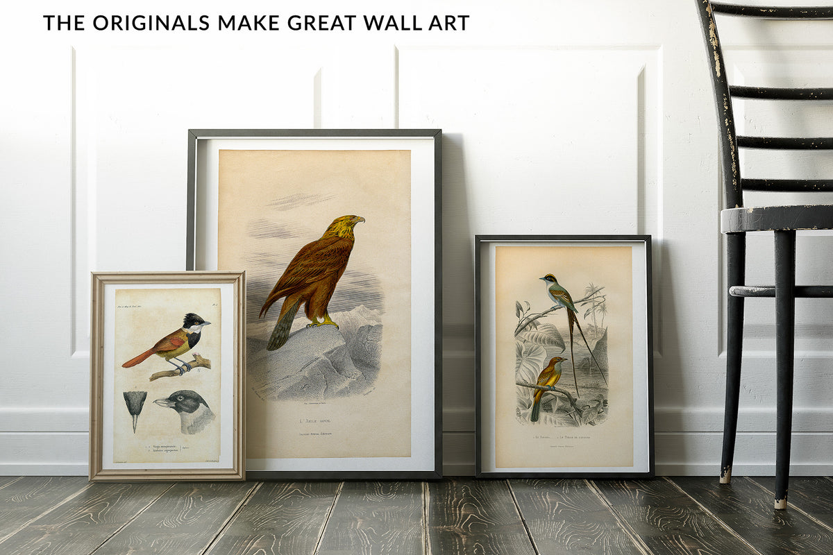Framed vintage bird plate prints against a wall with text 'The originals make great wall art'.