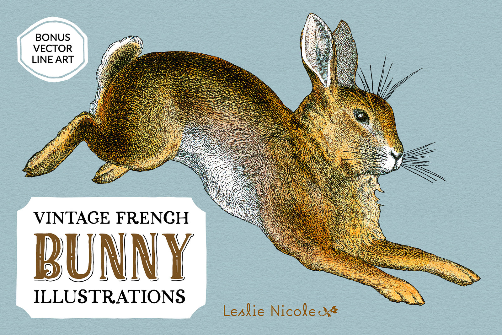 Vintage French bunny illustration antique rabbit engraving PNG.