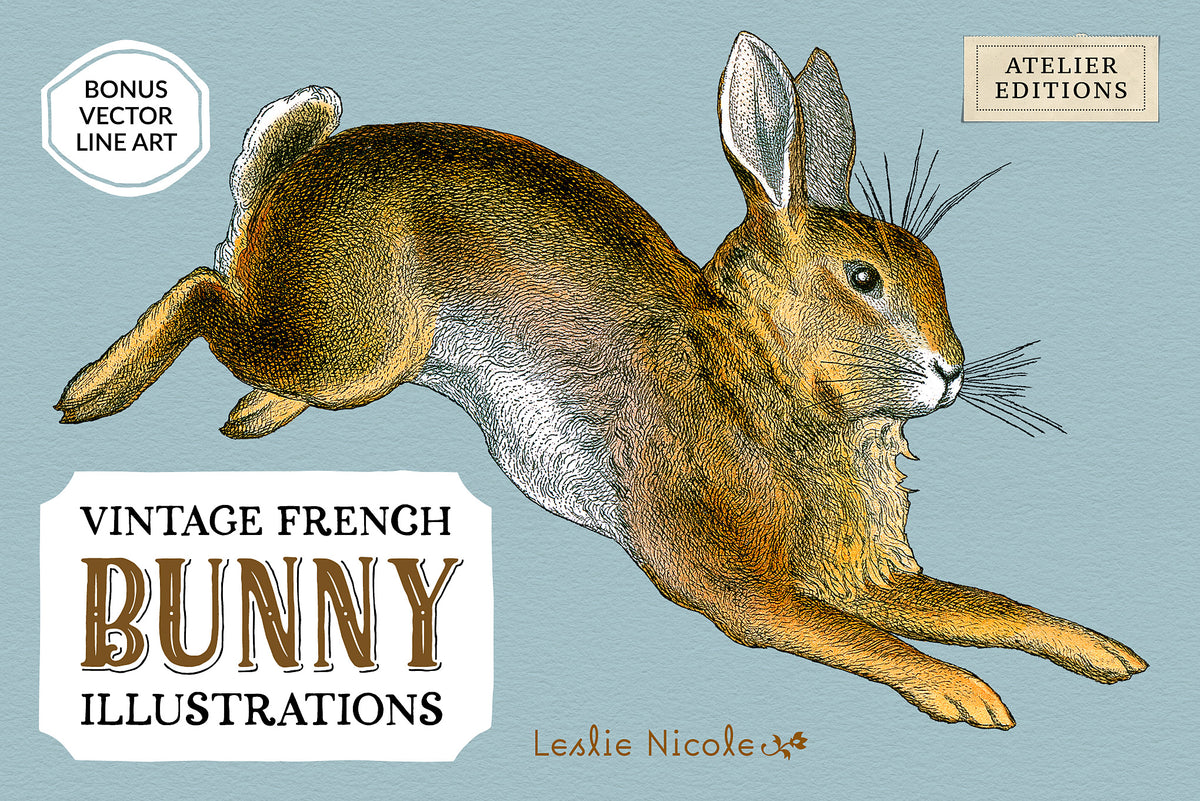 Vintage French bunny illustration antique rabbit engraving PNG.