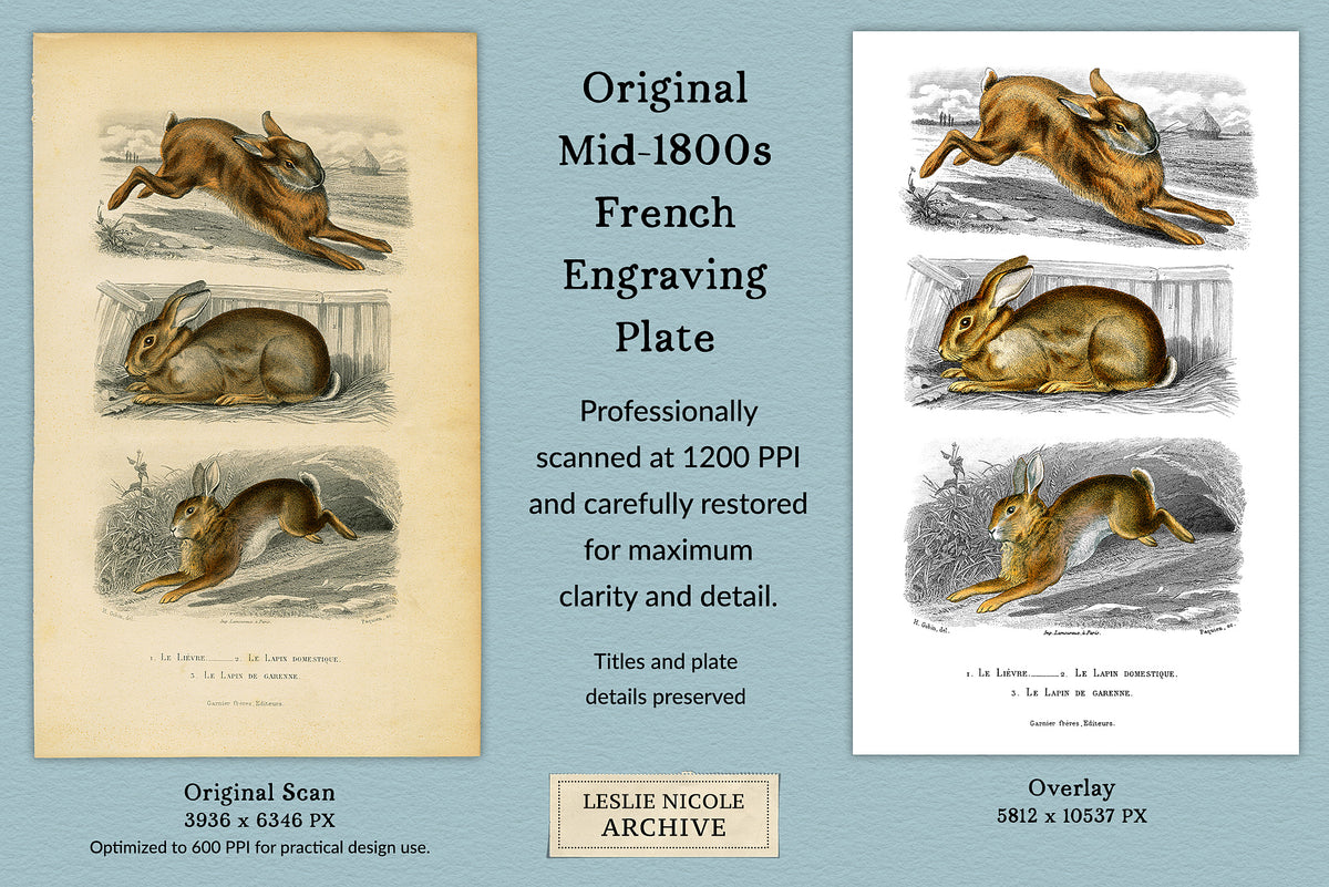 Mid-1800s vintage French engraving plate with 3 bunny rabbit illustrations in PNG format.