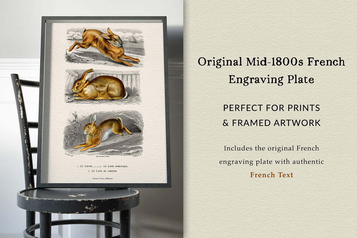 Hi-res reproduction of Vintage French bunny rabbit plate illustrations make wonderful wall art.