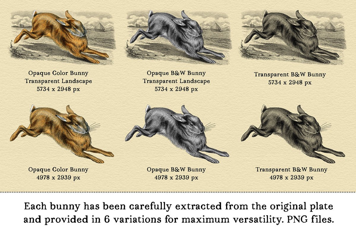 Large dimension vintage French illustrations come in 6 PNG variations.
