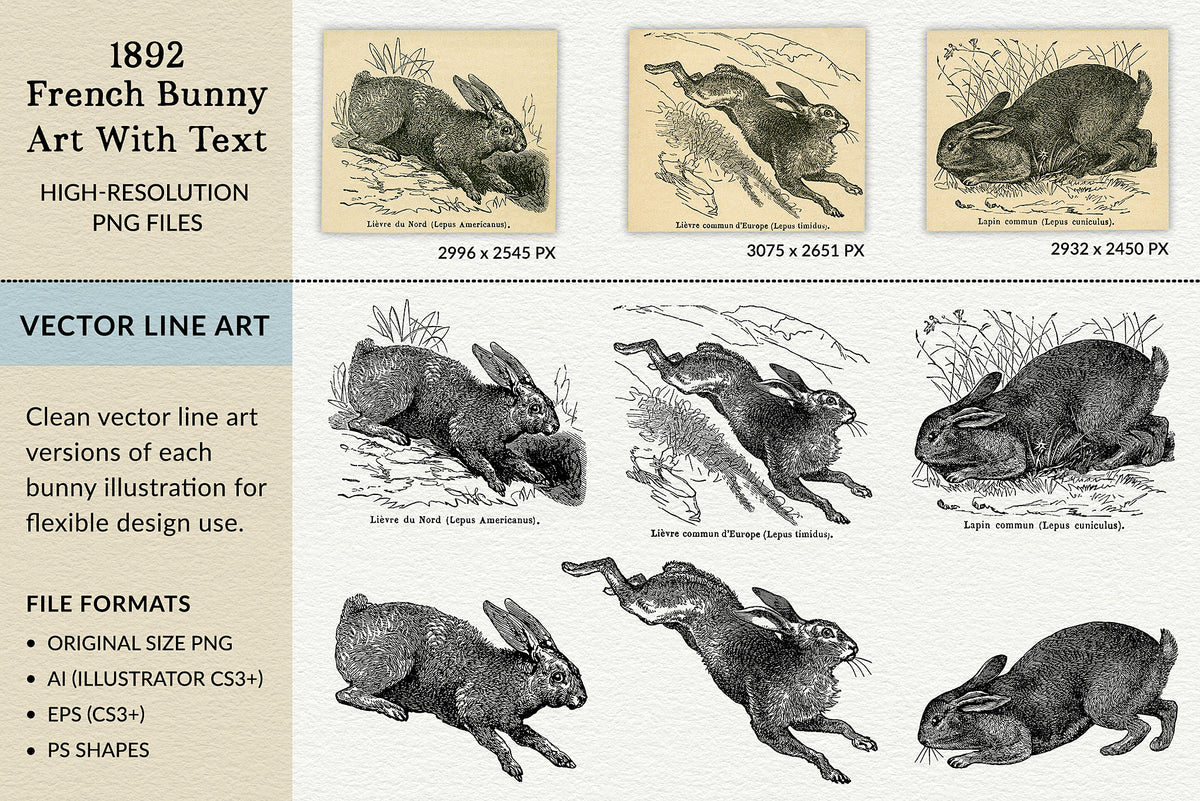 1892 French bunny rabbit line art with PNG and vector file options.