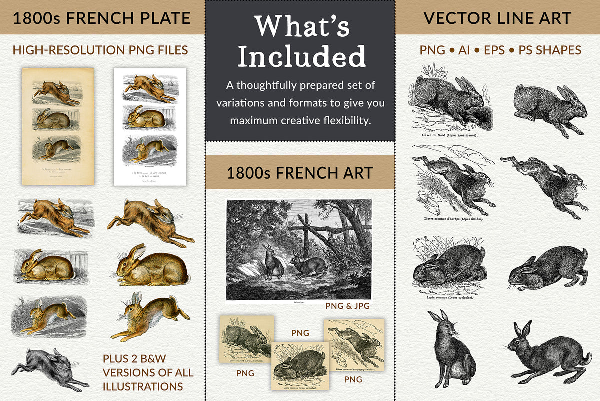 Vintage French bunny rabbit illustrations collection with PNG and Vector file options.