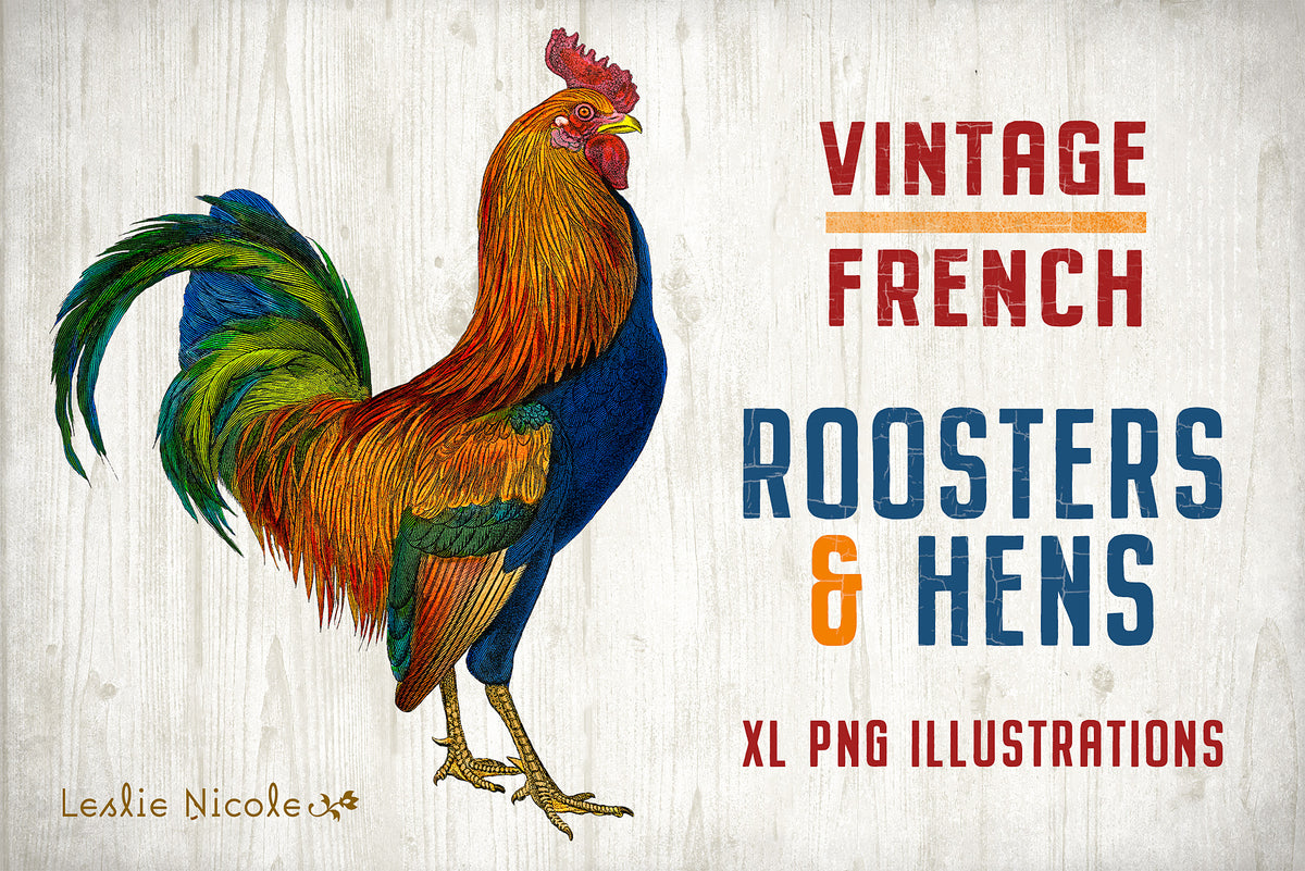 Vintage French rooster and hen illustrations from 19th century engravings, restored high-resolution PNG collection