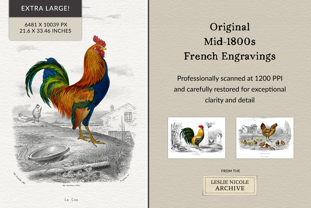 Vintage French rooster illustration, 19th century engraving, restored high-resolution PNG with transparent background.