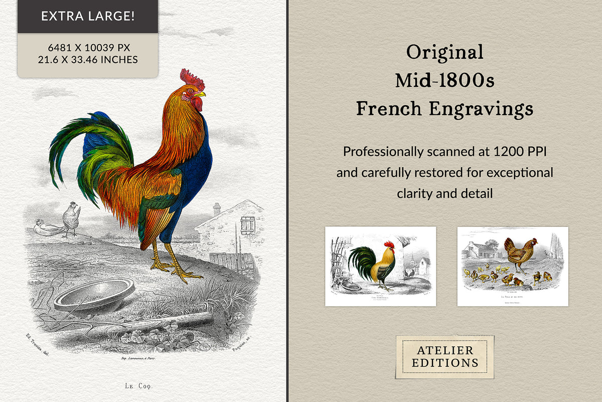 Vintage French rooster illustration, 19th century engraving, restored high-resolution PNG with transparent background.