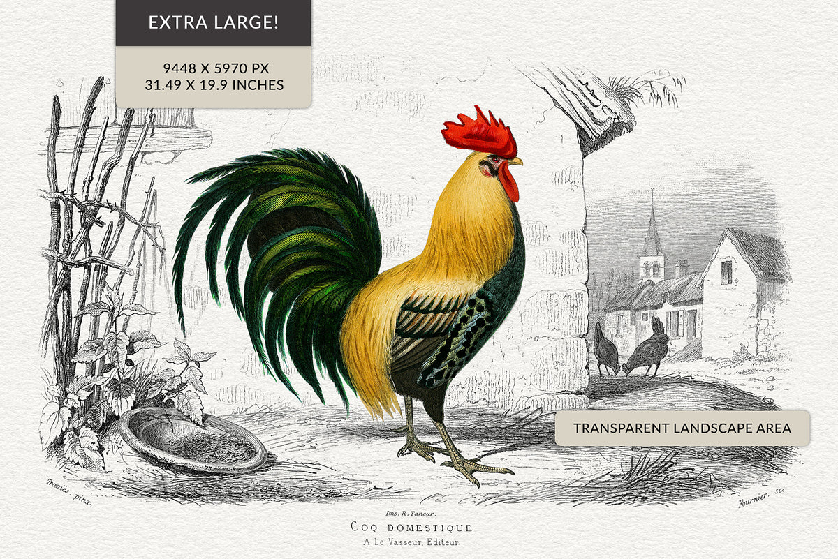 Vintage French rooster illustration with landscape, 19th century engraving, restored high-resolution PNG with transparent background