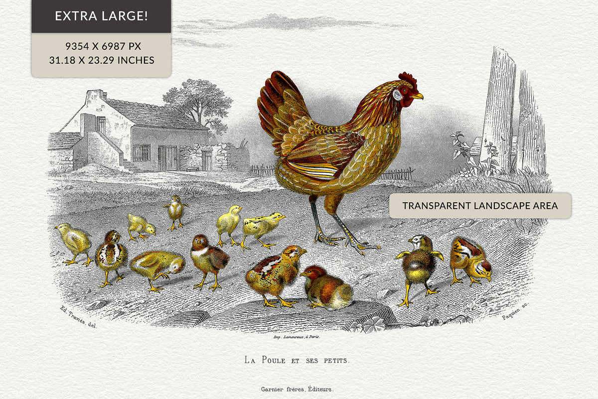 Vintage French hen and chicks illustration, restored 19th century engraving, high-resolution PNG file