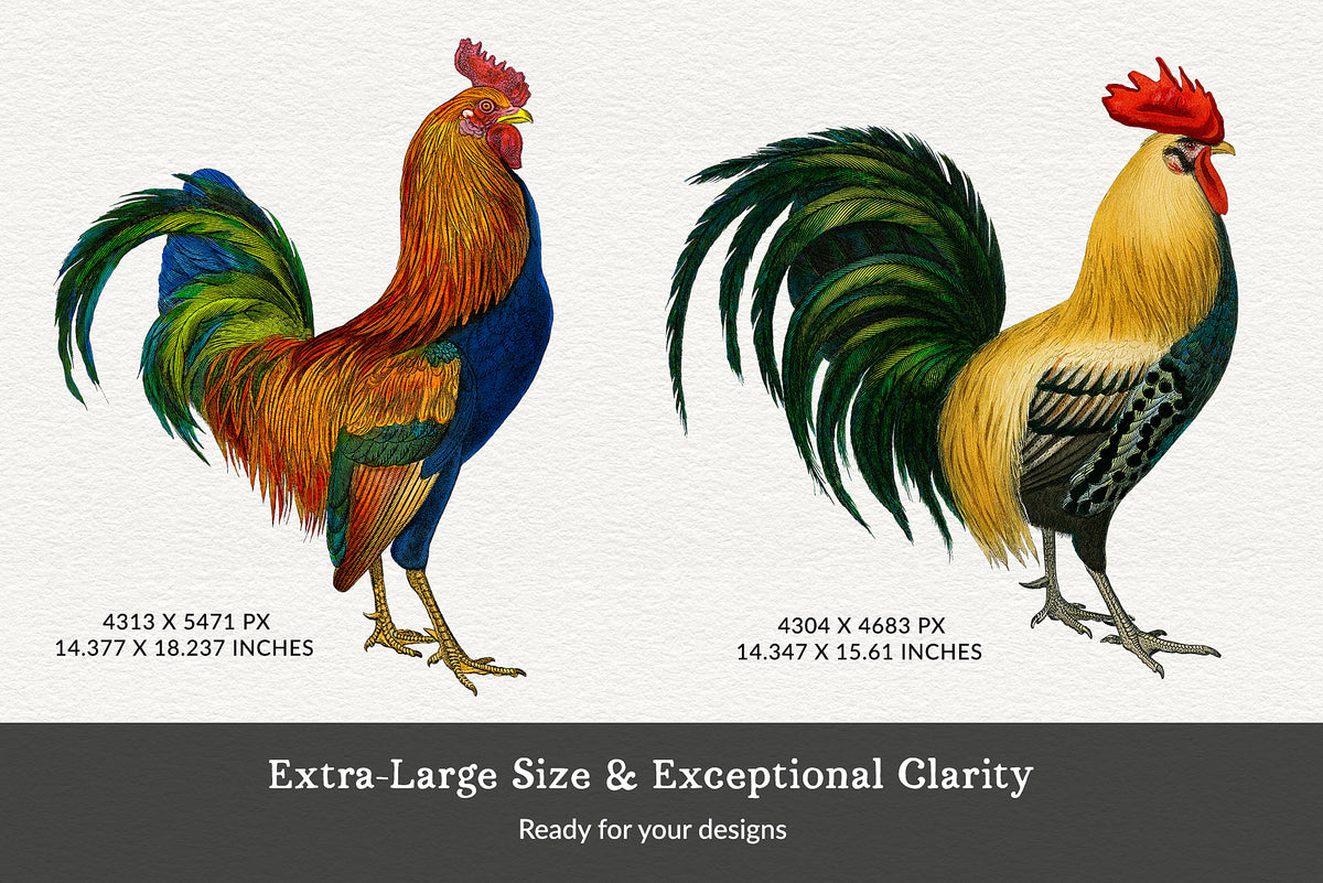 2 Isolated vintage French rooster illustrations, restored 19th century engravings, high-resolution PNG with transparent background.