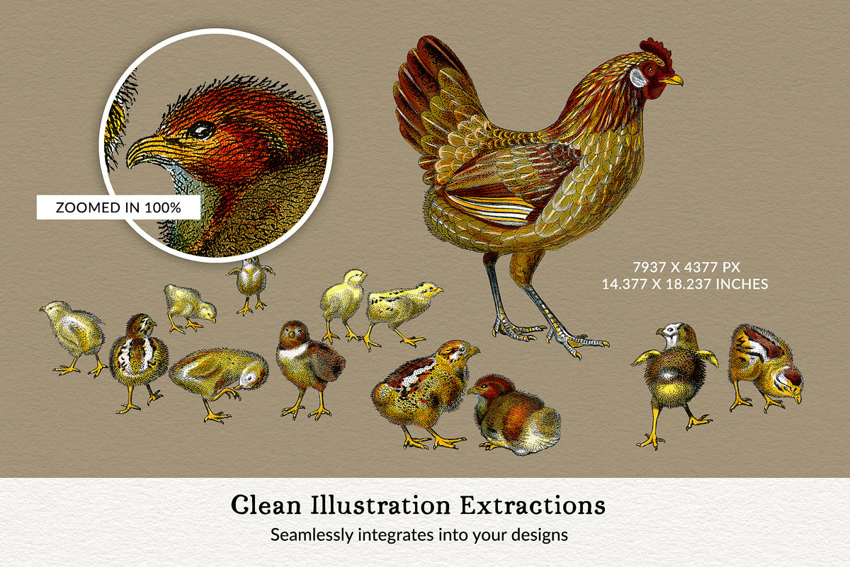 Isolated vintage French hen and chicks illustration, restored engraving with clean extraction and high-resolution detail.