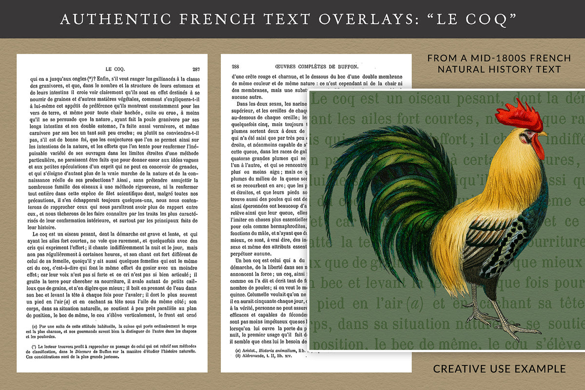 Antique French text pages “Le Coq” used as overlay backgrounds with vintage rooster illustration.