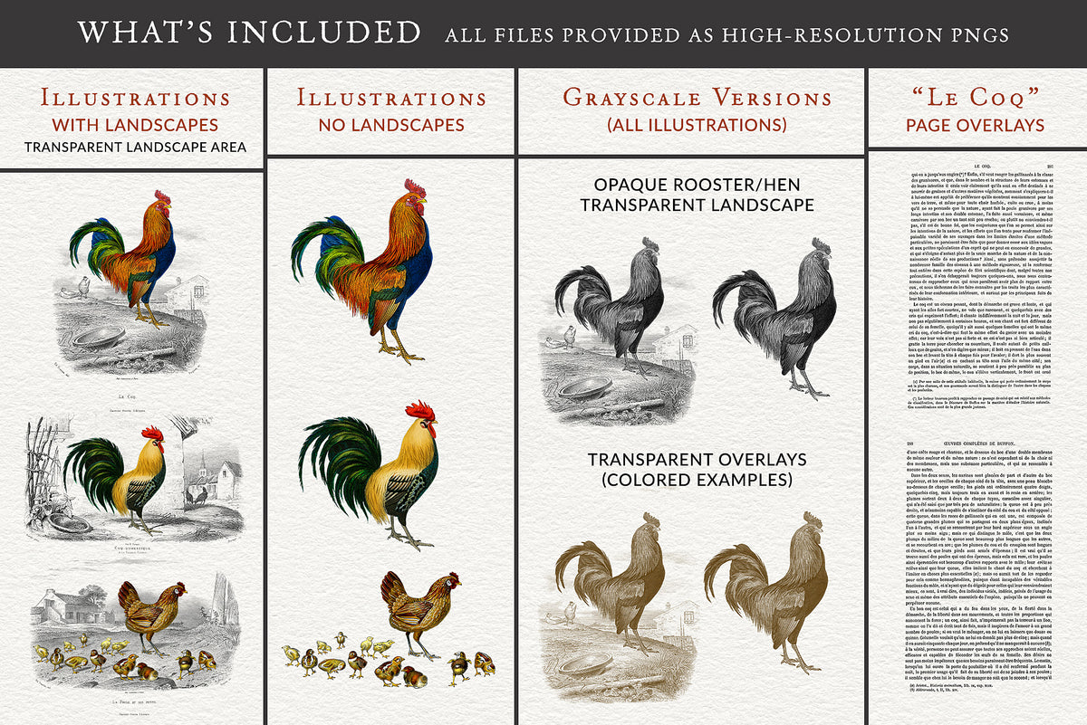 Vintage French rooster and hen illustration set showing variations, transparent backgrounds, grayscale and overlay elements.