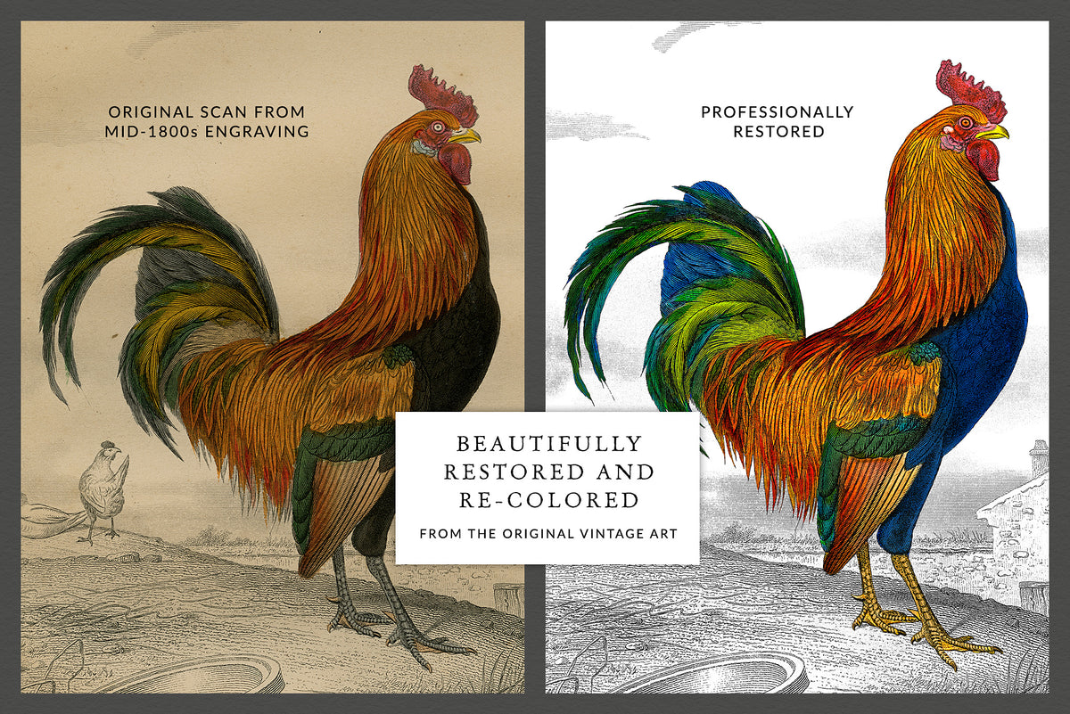 Before and after restoration of vintage French engraving showing improved clarity, tone and detail.