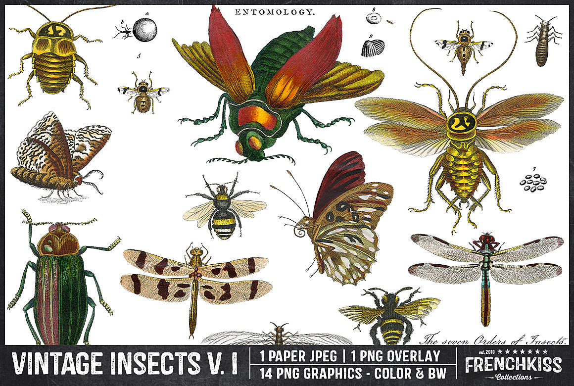 Digital vintage insect illustrations from an entomology plate.