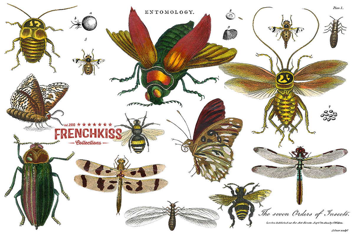 Digital vintage insect illustrations from an entomology plate.