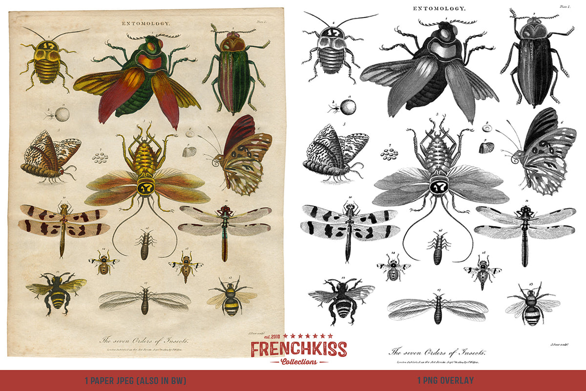 Digital vintage insect illustrations from an entomology plate. Includes a color illustration plate and a black and white plate.