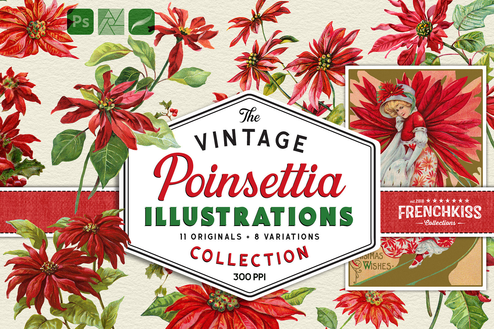 Vintage Poinsettia Illustrations digital graphics extended license.