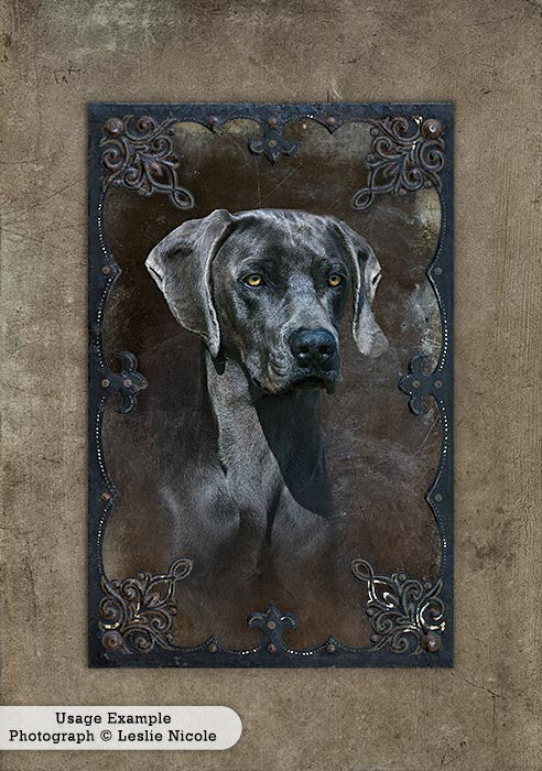 Portrait of a Weimaraner using the digital Vintage Grunge Frames.